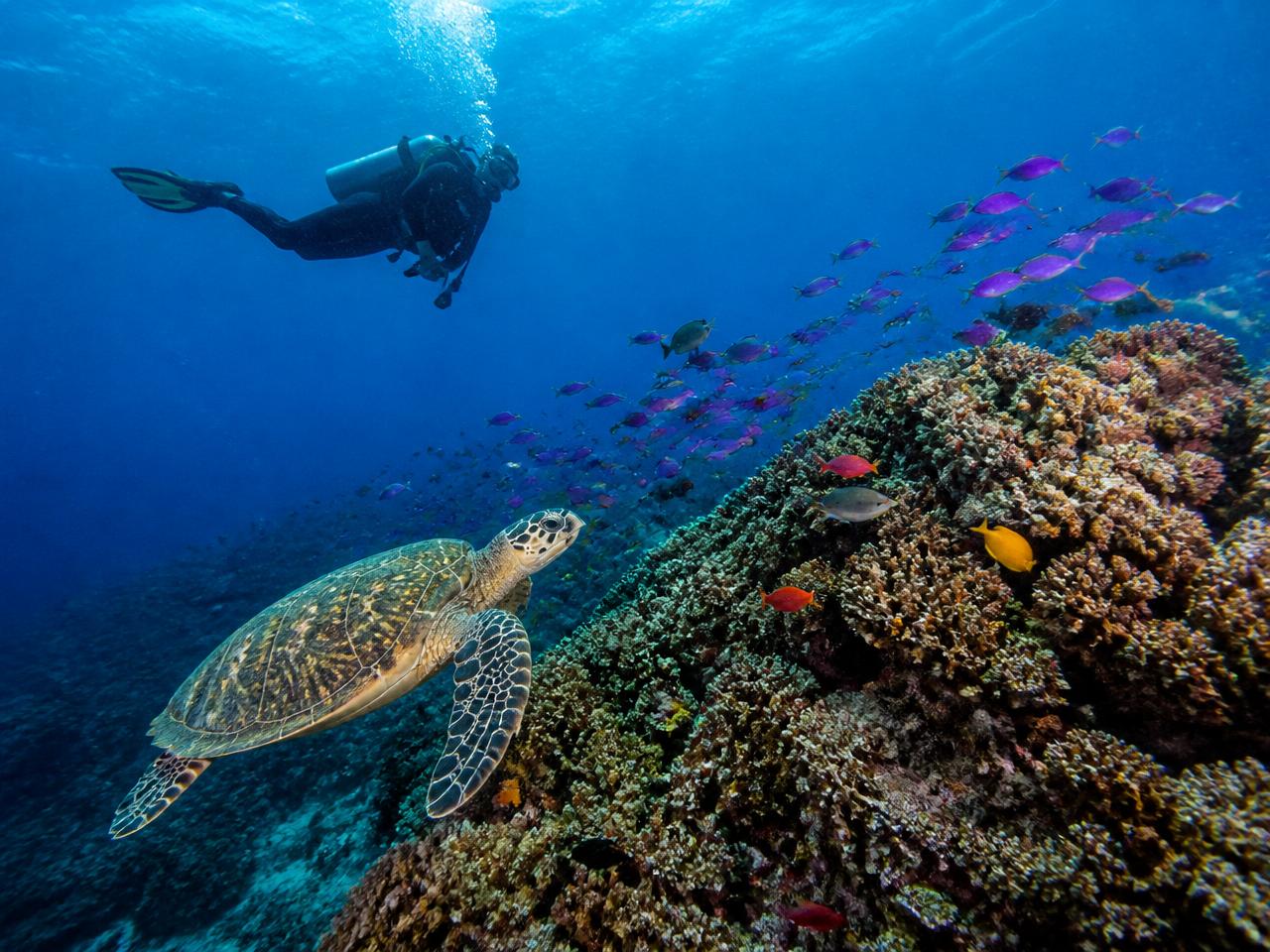 Diver above a coral reef with a green sea turtle and schooling tropical fish